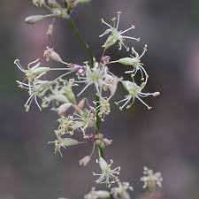 Attēlu rezultāti vaicājumam “Silene otites fruit”