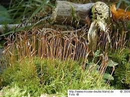 Attēlu rezultāti vaicājumam “Atrichum flavisetum sporophyte”