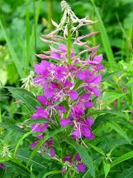 Image result for Epilobium angustifolium