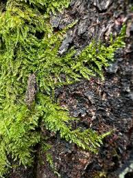 Attēlu rezultāti vaicājumam “Hypnum cupressiforme sporophyte”