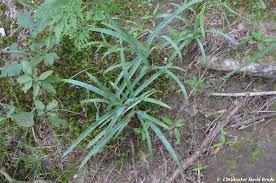 Attēlu rezultāti vaicājumam “Carex globularis flower”