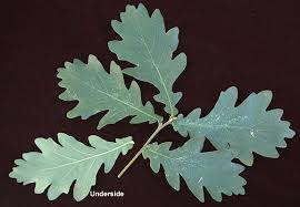 Attēlu rezultāti vaicājumam “Quercus robur Fastigiata leaf”