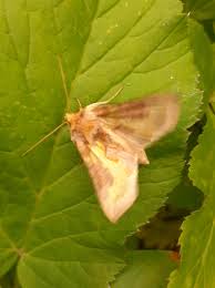 Attēlu rezultāti vaicājumam “Diachrysia tutti”