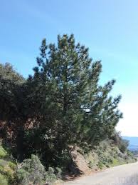 Attēlu rezultāti vaicājumam “Pinus”