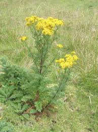 Attēlu rezultāti vaicājumam “Jacobaea vulgaris leaf”