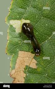 Attēlu rezultāti vaicājumam “Caliroa annulipes larva”