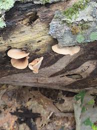 Attēlu rezultāti vaicājumam “Crepidotus applanatus”