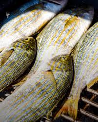 Image result for Sarpa salpa