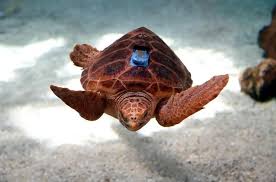 Image result for Caretta caretta