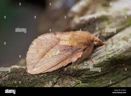 Attēlu rezultāti vaicājumam “Euthrix potatoria imago”