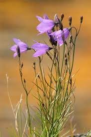 Attēlu rezultāti vaicājumam “Campanula rotundifolia leaf”