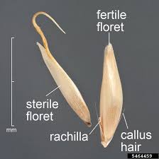 Attēlu rezultāti vaicājumam “Holcus lanatus  fruit”