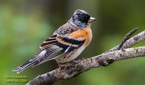 Attēlu rezultāti vaicājumam “Fringilla montifringilla male”