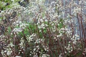Attēlu rezultāti vaicājumam “Anthriscus sylvestris”