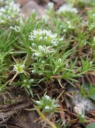 Attēlu rezultāti vaicājumam “Scleranthus perennis flower”