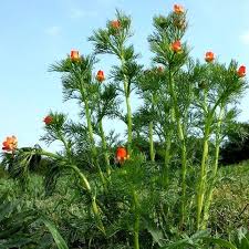 Image result for Adonis aestivalis