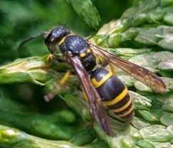 Attēlu rezultāti vaicājumam “Ancistrocerus sp. male”