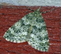 Attēlu rezultāti vaicājumam “Pandemis cinnamomeana female”