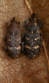 Attēlu rezultāti vaicājumam “Pissodes castaneus”