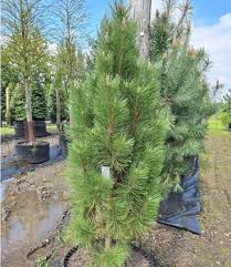 Attēlu rezultāti vaicājumam “Pinus nigra fruit”