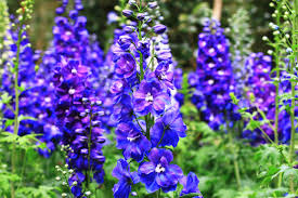 Image result for Delphinium consolida