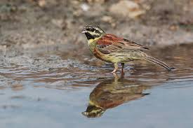 Image result for Emberiza cirlus