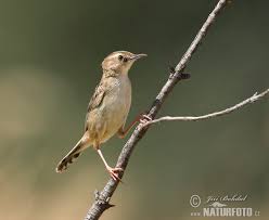 Image result for Cisticola juncidis