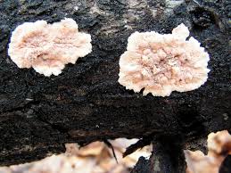 Attēlu rezultāti vaicājumam “Corticium roseum”