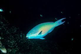 Image result for Chlorurus perspicillatus