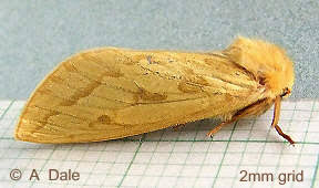 Attēlu rezultāti vaicājumam “Colostygia pectinataria female”