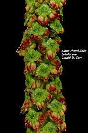 Attēlu rezultāti vaicājumam “Betula humilis male flower”