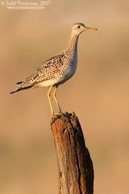 Image result for Bartramia longicauda