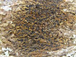 Attēlu rezultāti vaicājumam “Opegrapha rufescens”