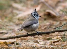 Attēlu rezultāti vaicājumam “Lophophanes cristatus”