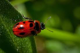 Attēlu rezultāti vaicājumam “Gonioctena viminalis”