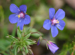 Attēlu rezultāti vaicājumam “Anagallis arvensis leaf”