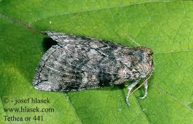 Attēlu rezultāti vaicājumam “Tethea or”