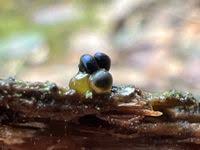 Attēlu rezultāti vaicājumam “Colloderma oculatum”