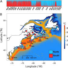 Image result for Placopecten magellanicus