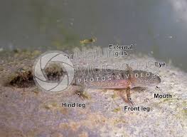 Attēlu rezultāti vaicājumam “Triturus cristatus”