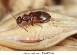 Attēlu rezultāti vaicājumam “Anthicidae”