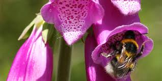 Image result for Fingerhut rot