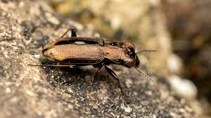 Attēlu rezultāti vaicājumam “Notiophilus germinyi”