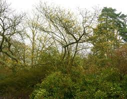 Attēlu rezultāti vaicājumam “Hamamelis mollis”