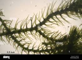 Attēlu rezultāti vaicājumam “Blepharostoma trichophyllum”