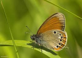 Attēlu rezultāti vaicājumam “Coenonympha glycerion”