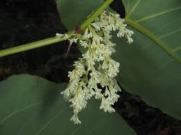 Attēlu rezultāti vaicājumam “Reynoutria sachalinensis leaf”
