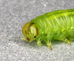 Attēlu rezultāti vaicājumam “Pristiphora maesta larva”