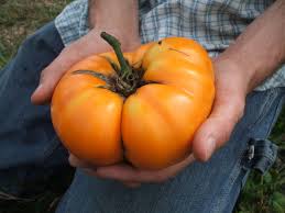 Afbeeldingsresultaat voor brandywine tomato