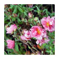 Attēlu rezultāti vaicājumam “Helianthemum nummularium”